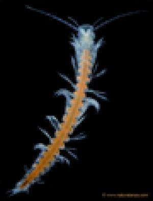 Picture 1 of New crustaceans discovered in the Canary Islands