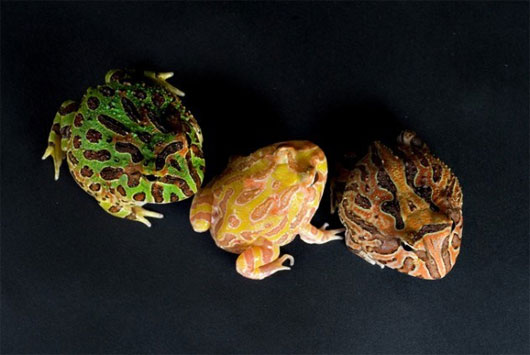 Picture 1 of New discoveries about animals