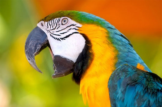 Picture 3 of New discoveries about animals