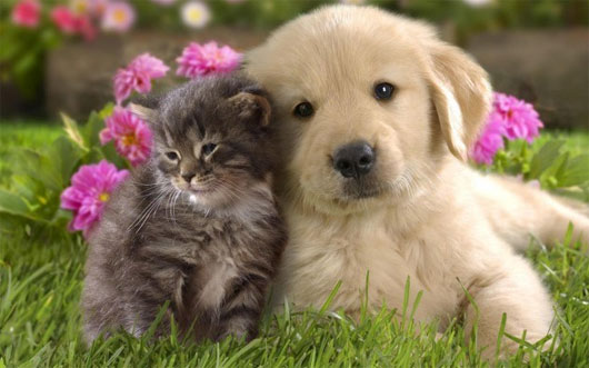 Picture 4 of New discoveries about animals