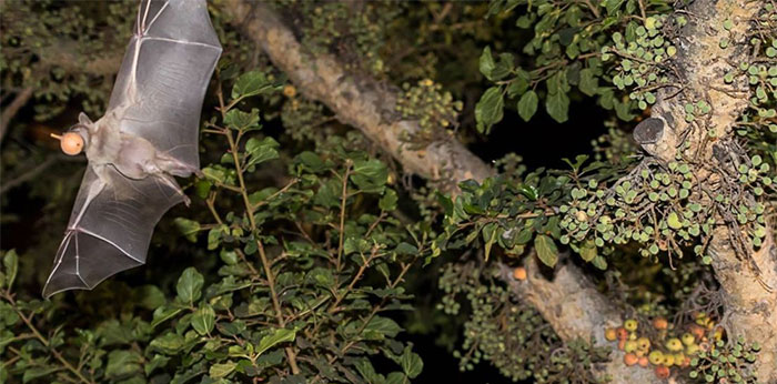 Picture 1 of New discoveries about bats: Male bats use food to propose