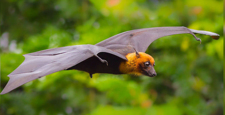 Picture 2 of New discoveries about bats: Male bats use food to propose