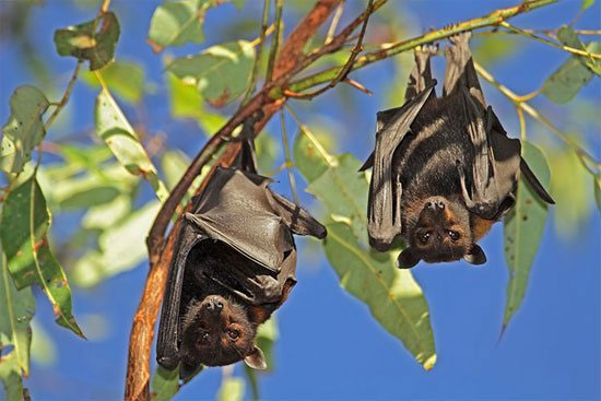Picture 3 of New discoveries about bats: Male bats use food to propose