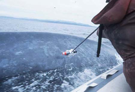 Picture 2 of New discoveries about the mysterious language of whales