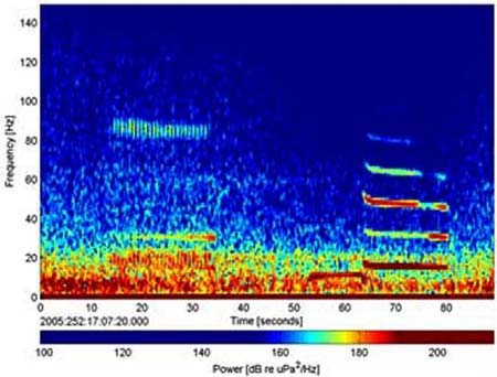 Picture 3 of New discoveries about the mysterious language of whales