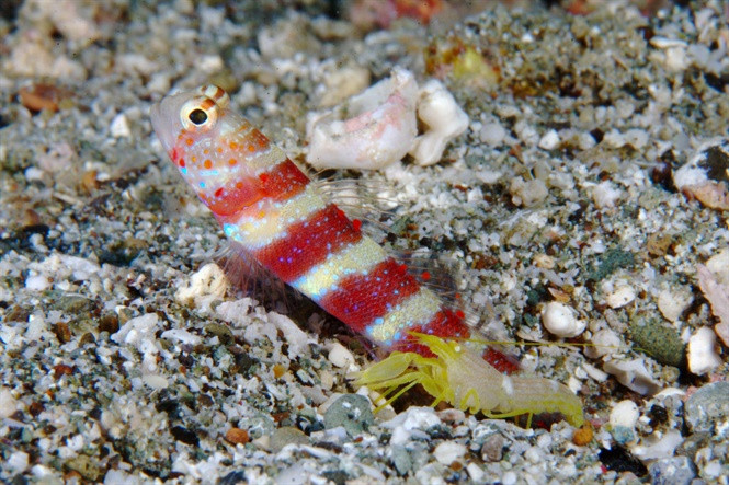 Picture 2 of New discoveries about the type of shrimps