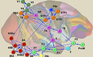 Picture 1 of New discovery about the brains of primates