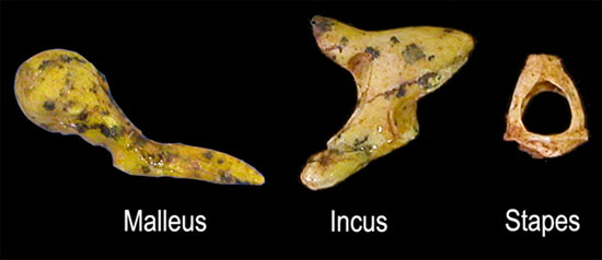 Picture 1 of New discovery about the evolution of language