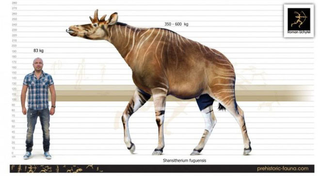 New discovery, China also once existed giraffes with extremely weird heads images 2