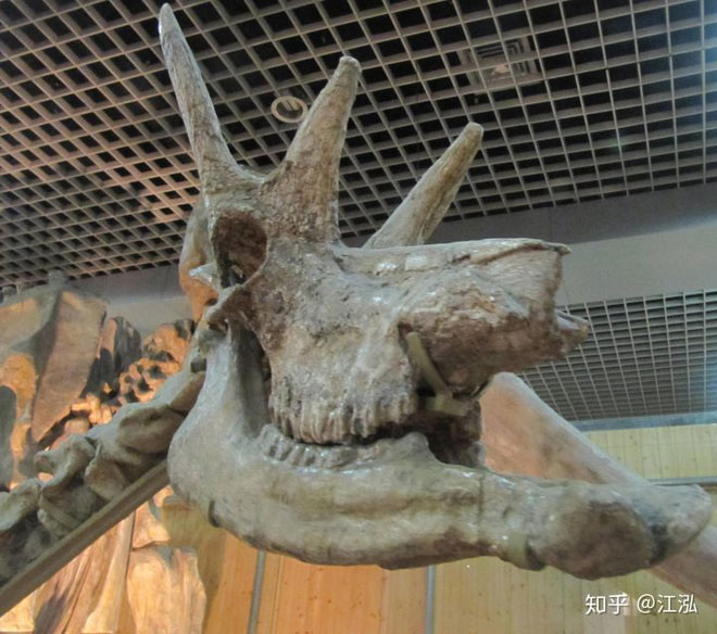 New discovery, China also once existed giraffes with extremely weird heads images 3
