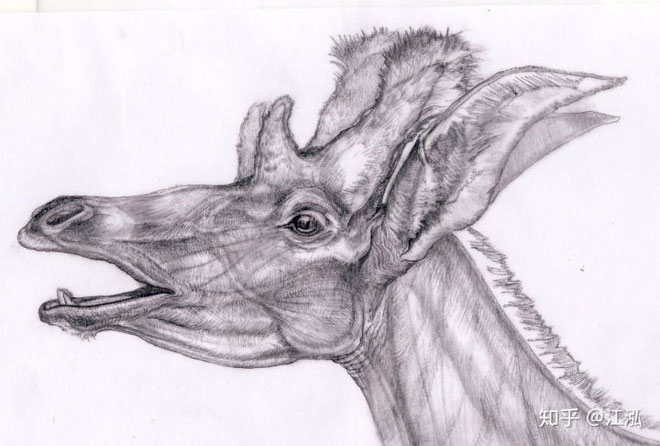 New discovery, China also once existed giraffes with extremely weird heads images 4