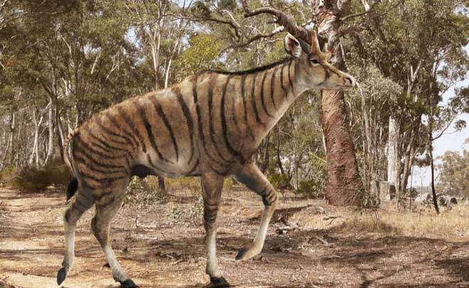 New discovery, China also once existed giraffes with extremely weird heads images 5