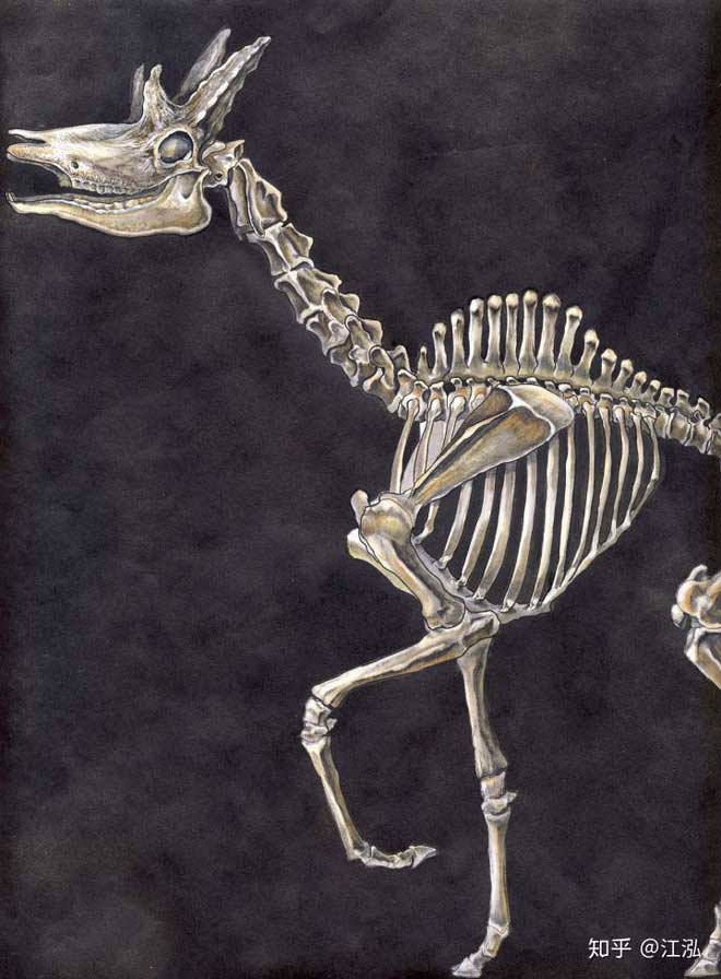 New discovery, China also once existed giraffes with extremely weird heads images 6