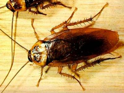 Picture 1 of New discovery: Cockroaches also know learning!