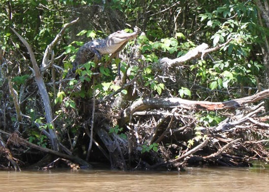 Picture 1 of New discovery: Crocodile crawling trees