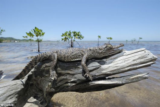 Picture 3 of New discovery: Crocodile crawling trees