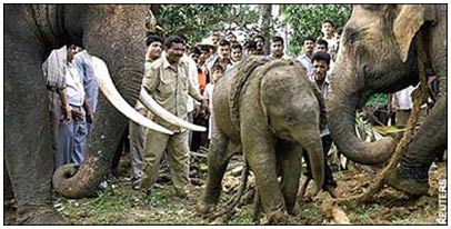 Picture 2 of New discovery: Elephants hear with .. legs!