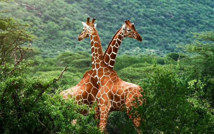 Picture 1 of New discovery: Giraffes belong to 4 different organisms