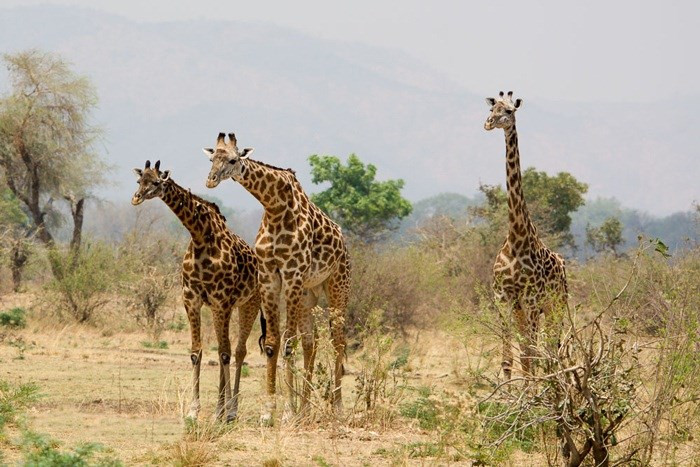Picture 2 of New discovery: Giraffes belong to 4 different organisms