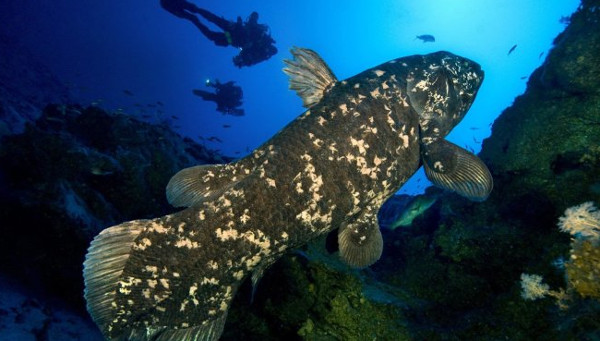 Picture 1 of New discovery: Hand fin ever had lungs