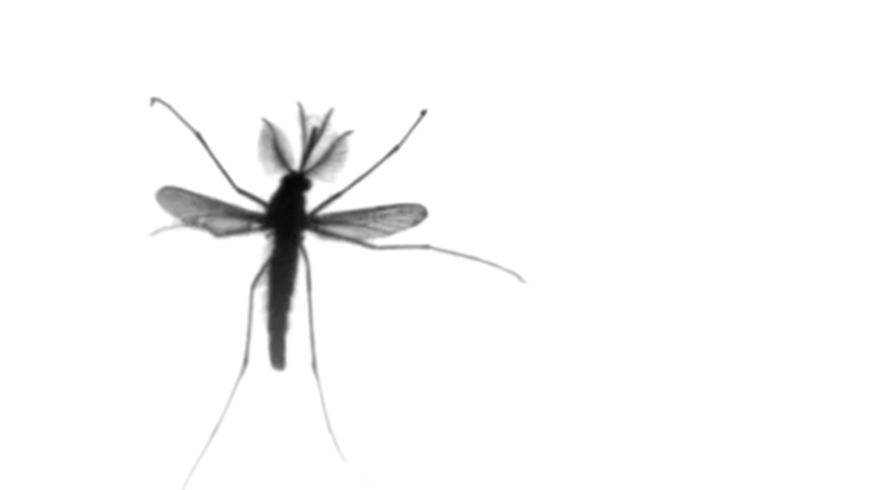 Picture 1 of New discovery in the mechanism of