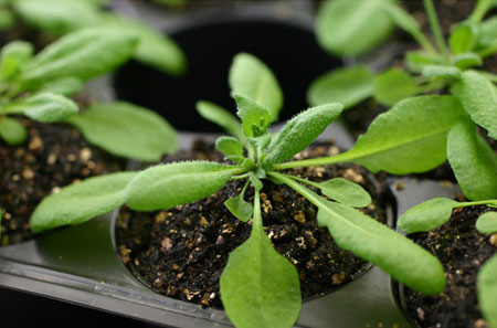 Picture 1 of New discovery of adaptive function of plants