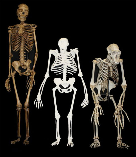 Picture 1 of New discovery of Au fossils.  Sediba