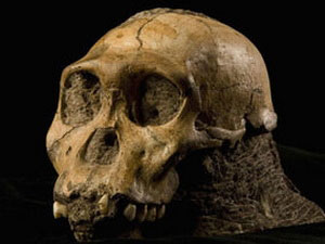 New discovery of human evolution images 1