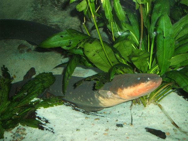 Picture 1 of New discovery of the ability to control the eel's remote prey