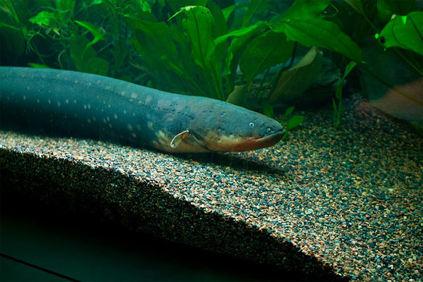 Picture 2 of New discovery of the ability to control the eel's remote prey