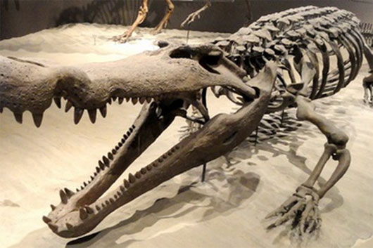 Picture 2 of New discovery of the ancient giant crocodile hunting dinosaurs