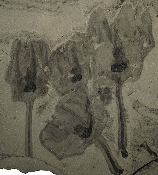 Picture 3 of New discovery of the body of ancient creatures with tentacles
