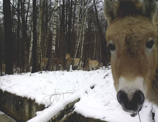 Picture 3 of New discovery of the Chernobyl nuclear disaster effect