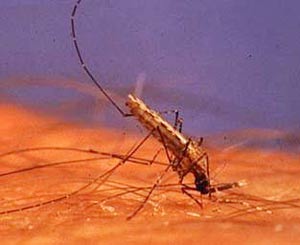 Picture 2 of New discovery of the sense of smell of Anopheles mosquitoes