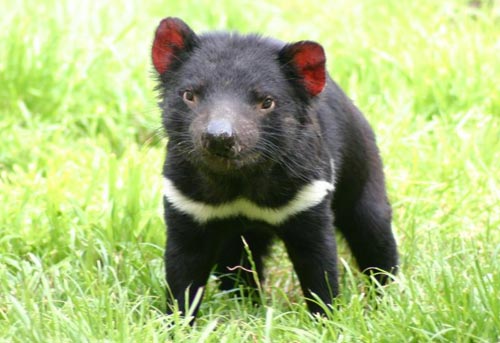 Picture 1 of New discovery prevented Tasmanian Devil from extinction