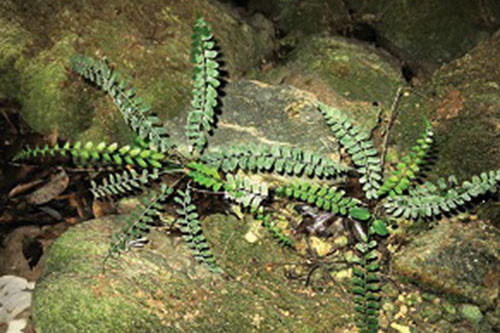 Picture 1 of New fern species in Quang Binh cave
