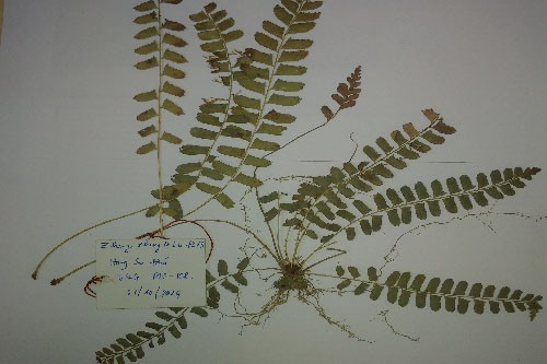 Picture 2 of New fern species in Quang Binh cave