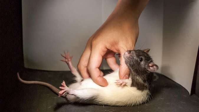 Picture 2 of New finding: Mice don't laugh with their mouth but with their ears