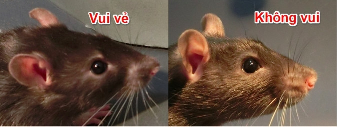Picture 3 of New finding: Mice don't laugh with their mouth but with their ears