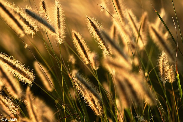 Picture 2 of New finding: 'Reverse photosynthesis' helps reduce pollution