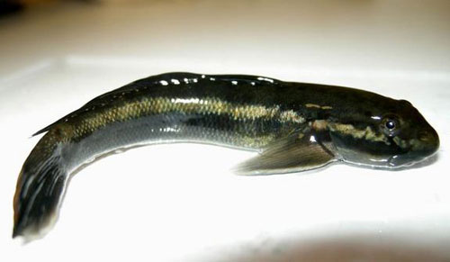 Picture 1 of New findings about animals in 2013