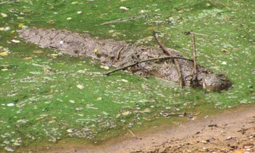 Picture 10 of New findings about animals in 2013