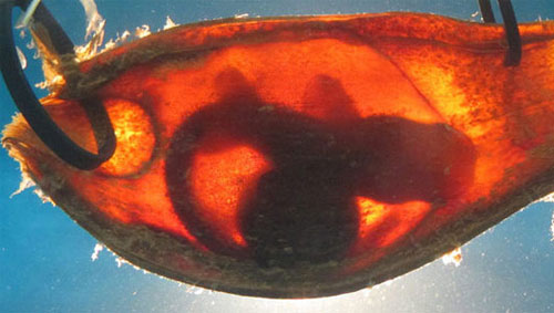 Picture 2 of New findings about animals in 2013