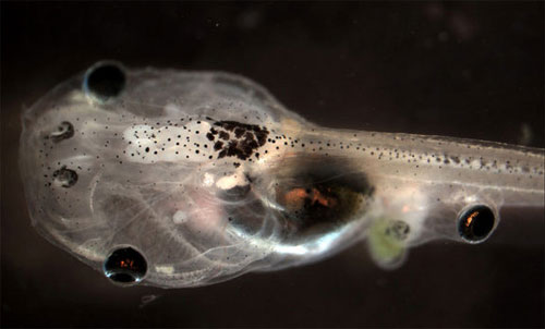 Picture 3 of New findings about animals in 2013