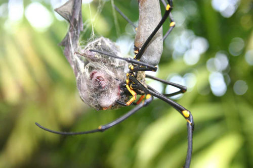 Picture 4 of New findings about animals in 2013