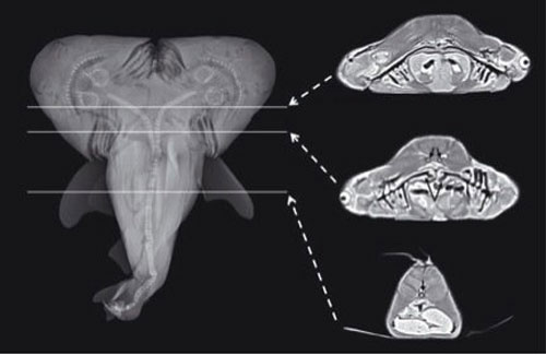 Picture 5 of New findings about animals in 2013