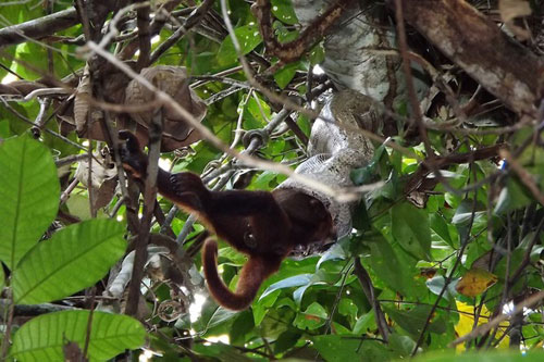 Picture 6 of New findings about animals in 2013