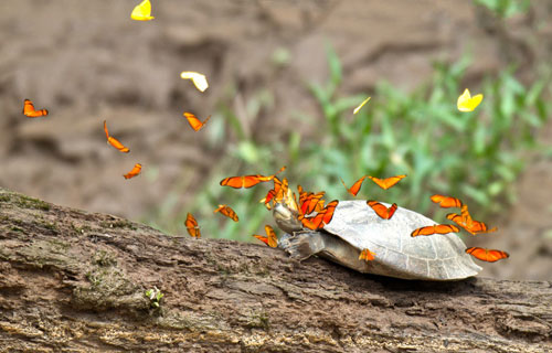 Picture 7 of New findings about animals in 2013