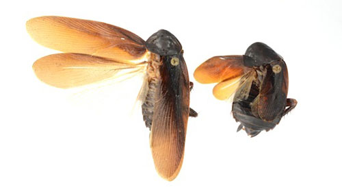 Picture 9 of New findings about animals in 2013