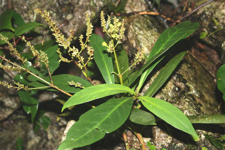 Picture 1 of New findings: Willow leaves can treat 'HIV'